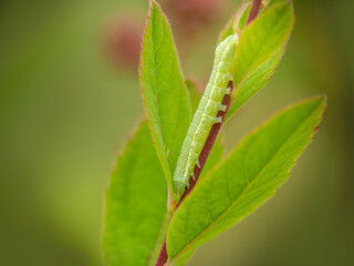 Green Angle shades aka Phlogophora meticulosa moth caterpillar.