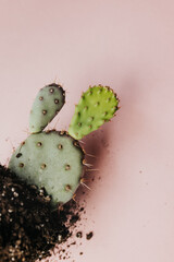 Cactus and dirt spilled against pink backdrop
