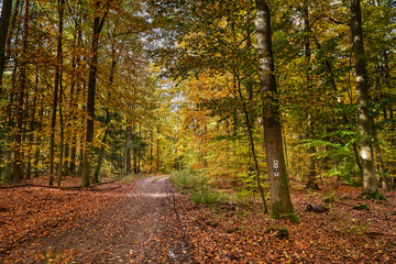 Fototapeta na wymiar Wegzeichen für den 66-Seen-Wanderweg und den Jakobsweg an einem Baum im Herbstwald bei Melchow