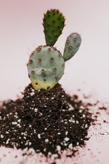 cactus sitting in pile of dirt against pink backdrop