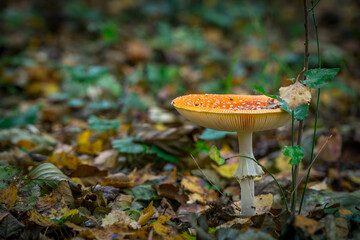 toadstool in Polish jesiennylesie © Jakub