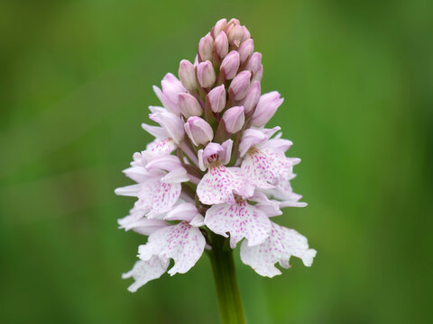 Heath Spotted Orchid - Dactylorhiza maculata ericetorum. UK.