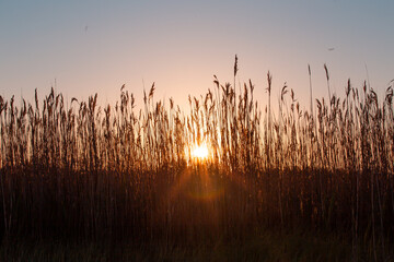 Sunset on the lake or swamp