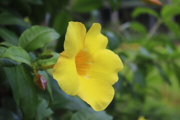  Close Up yellow flower background. Allamanda cathartica or golden trumpet or yellow bell with green leaves