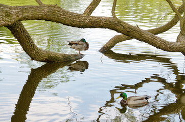 Ducks swim in the pond.
