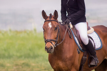 horse rider, equestrian sport competition, close-up, horse head, copy space