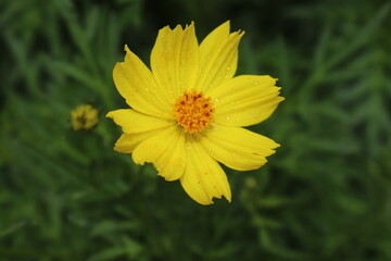  Natural orange sulfur cosmos flower in closeup with green leaves background