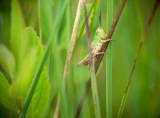 Small green grasshopper clings to a stem. Probably Omocestus viridulus.