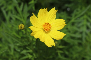 Natural yellow sulfur cosmos flower in closeup with green leaves background