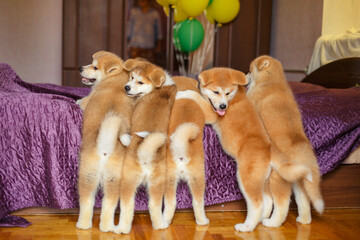 Fototapeta na wymiar Funny little puppies akita inu. Fluffy balls of happiness
