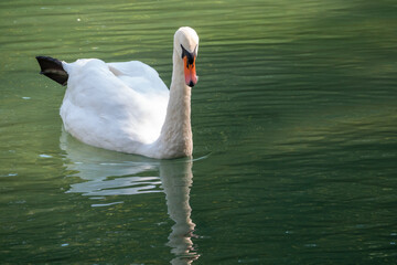 A graceful white swan swimming on a lake with dark green water. The white swan is reflected in the water
