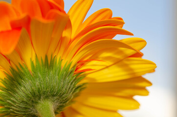 Fototapeta premium Closeup view of an orange gerbera flower, in the sun. Gerbera or Asteraceae with copy space available 