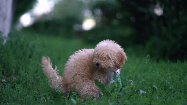 Cute toy poodle pooping on the grass in the park