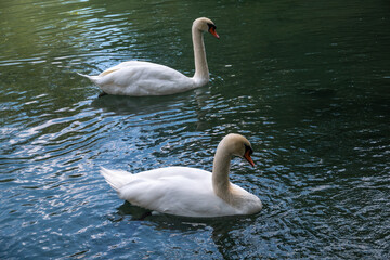 Two graceful white swans swim in the dark water.