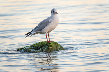 Fototapeta premium Seagull sits on stone cliff at the sea shore