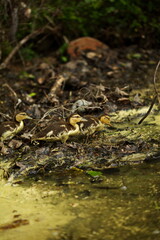 Wild baby ducks along the edge of a lake with their mother nearby. Nature and wildlife in Ontario, Canada.