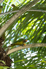 Birds called Maritacas, with green and yellow feathers, eating fruit from the tree in a Brazilian park. Family of Psittacidae of the genus Pionus. Selective focus.