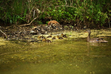 Wild baby ducks along the edge of a lake with their mother nearby. Nature and wildlife in Ontario, Canada.