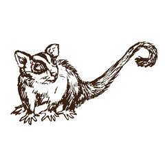 The sugar glider (Petaurus breviceps), woodcutstyle ink drawing illustration - 441463282
