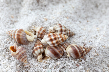 Seashells on the white sand. summer holidays, travel agencies.