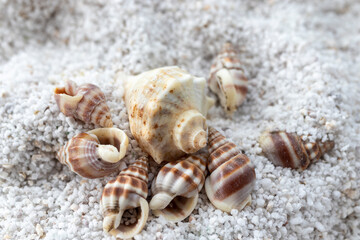 Seashells on the white sand. summer holidays, travel agencies.