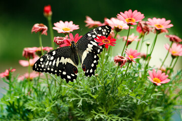 colorful butterfly on the flower for spring  background 