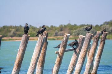 A flock of cormorants sits on a old sea pier