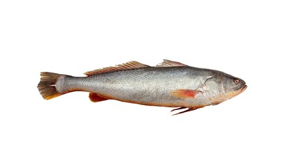 Golden Croaker Isolated on white Background (CORVINA)