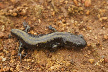 Obraz na płótnie Canvas An adult Western longtoed salamander, Ambystoma macrodactylum macrodactylum , with a missing tail