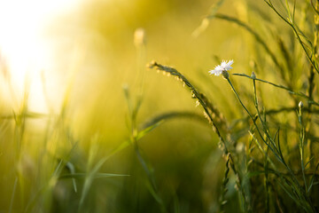 single white blooming cornflower on green meadow in the soft sunset light