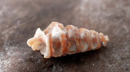 seashells that were broken, revealing the golden ratio spiral design inside. light bokeh in the background.