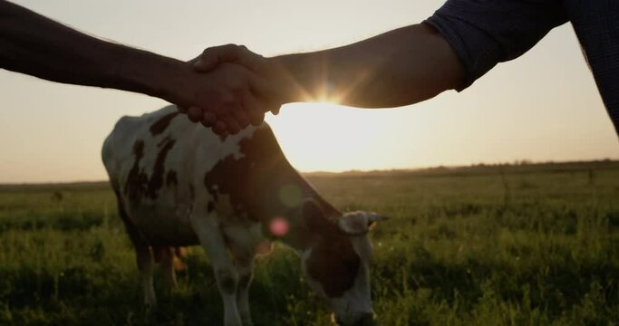 Two farmers shake hands, a close-up. In the background is the pasture where the cow grazes. At sunset