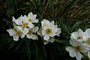 Obraz premium White wild flowers in mountains of Caucasus. Wild anemone is elegant flower. Genus of perennial herbaceous flowering plants of Buttercup family growing in alpine meadows at altitudes of.