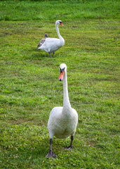 Couple of swans walking on a green meadow on a sunny day