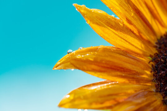 Wet yellow sunflower on a blue background. summer concept. copy space for text