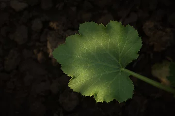 Foto op Plexiglas Klein groen van plantenblad dat groeit op de zwarte grond. Bovenaanzicht © Albert Ziganshin
