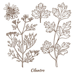 Cilantro Plant and Leaf in Hand Drawn Style