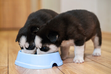 Cute siberian husky puppies eating from feeding bowl at home. Dog feeding © spyrakot