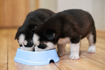 Cute siberian husky puppies eating from feeding bowl at home. Dog feeding