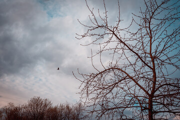 Blue gray sky, trees and bird.