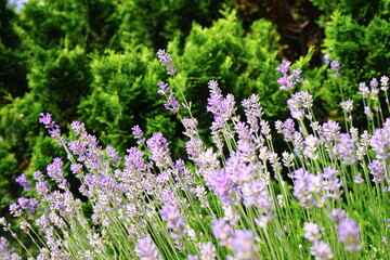 Blühender Lavendel vor Nadelgewächs, Gartengestaltung 