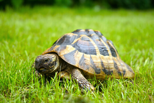 Griechische Landschildkr&ouml;te, Schildkr&ouml;te im Gras 