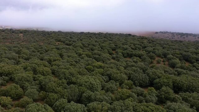 aerial view of holm oak forest where there are truffles in Soria Spain	