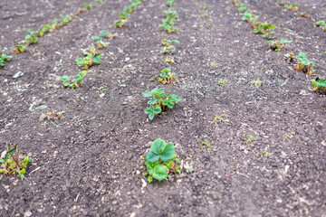 Strawberry seedlings in a strawberry garden.