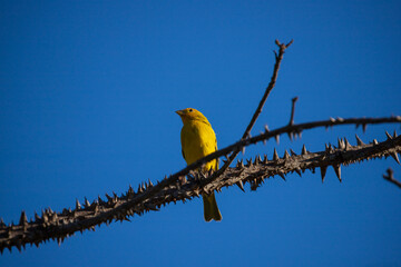 One delicate yellow canary sitting safely on a thorny branch against blue sky. Confidence in adversity concept.