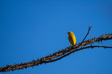 One delicate yellow canary sitting safely on a thorny branch against blue sky. Confidence in adversity concept.