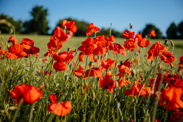Fototapeta premium Beautiful flowers red poppies blossom, wild field at sunset, selective focus, soft light, light of setting sun, Close-up of scarlet vivid poppy on green fleecy stems, sunny summer day Czech Republic