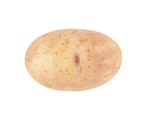 One young potatoe isolated on white background.