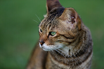 Katze