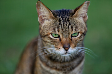 Katze
